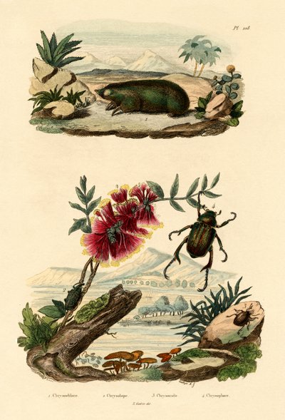 金鼹鼠，1833-39 作者 法语学校